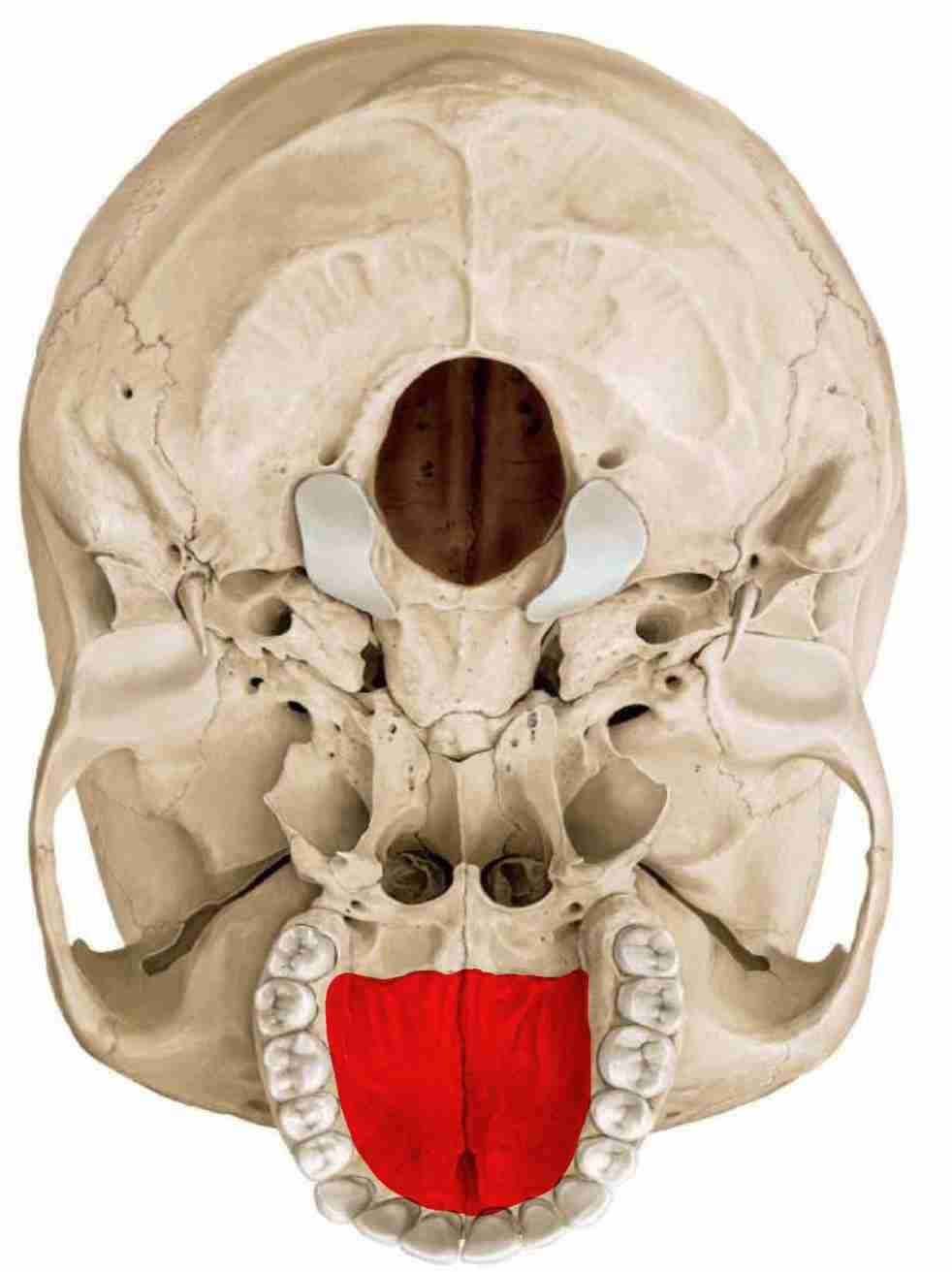 <p>forms floor of nasal cavity and bony roof of mouth</p>