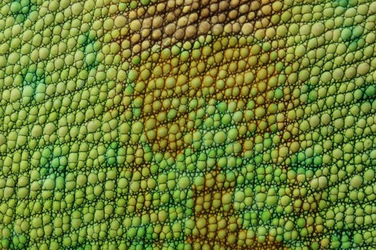 <ul><li><p>skin and modified ribs</p></li><li><p>spines</p></li><li><p>gular pouch (can be folded back, not a dewlap)</p></li><li><p>claws</p></li><li><p>thorns</p></li><li><p>crest</p></li></ul><p></p>