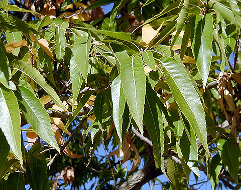 <p>common name </p>