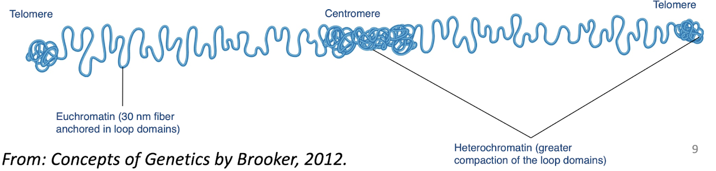 <p>IS condensed </p><p>tightly compacted regions of chromosomes that are in general transcriptionally inactive </p><p>unique to eukaryotes</p><p>Replicates later during S phase than euchromatin </p><p>Important in maintaining the structural integrity of chromosomes</p><p>learned inactivated X chromo is condensed into heterochrmatic Barr body </p><p>Translocation of genes into heterochromatic regions can alter gene expression if too tightly wound, unable to be expressed </p>