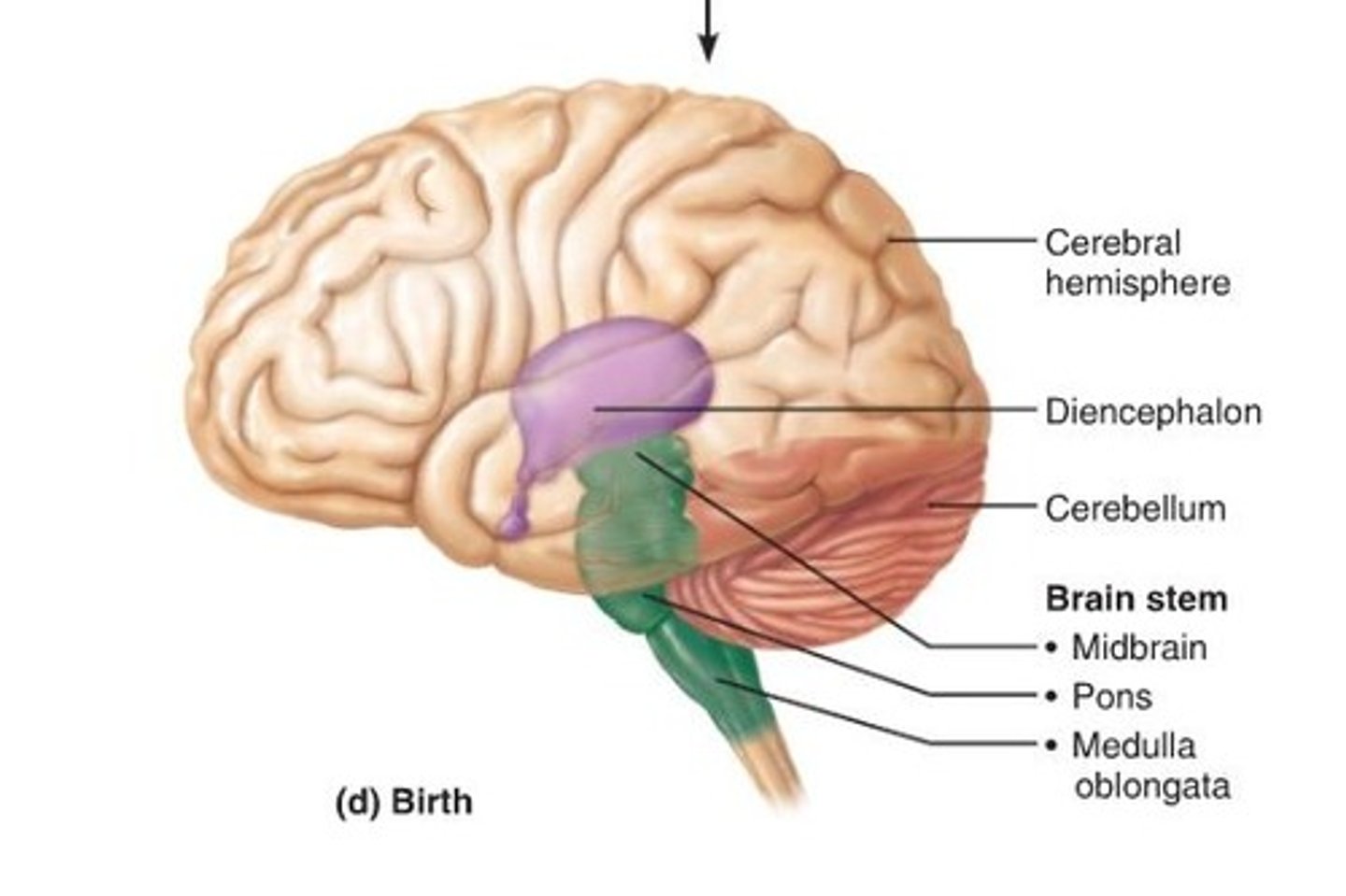 <p>Thalamus, hypothalamus, epithalamus</p>
