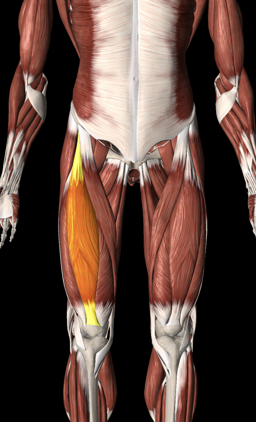<p>What are the proximal and distal attachments of rectus femoris?</p>