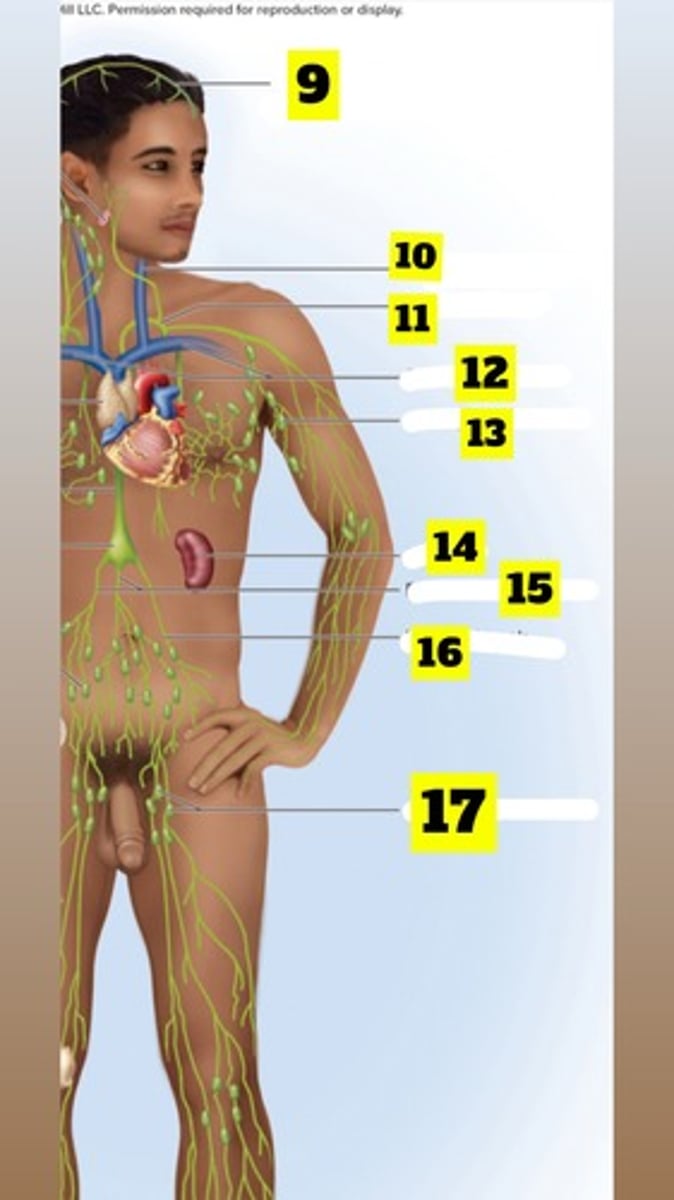 <p>Meningeal lymphatic vessels</p>