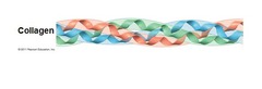 <p>A) Collagen is a protein in which the polypeptides are mainly in the alpha-helix conformation.</p><p>Collagen is a fibrous structural protein, and its polypeptide chains are primarily in the triple helix (of elongated fibril) conformation, not the alpha-helix conformation. Therefore, option A is false.</p>