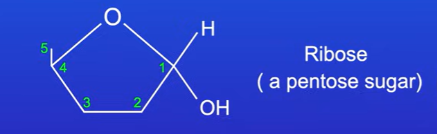 <p>Contain 5 carbon atoms e.g ribose</p><p></p>
