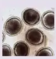 <p>identify </p>