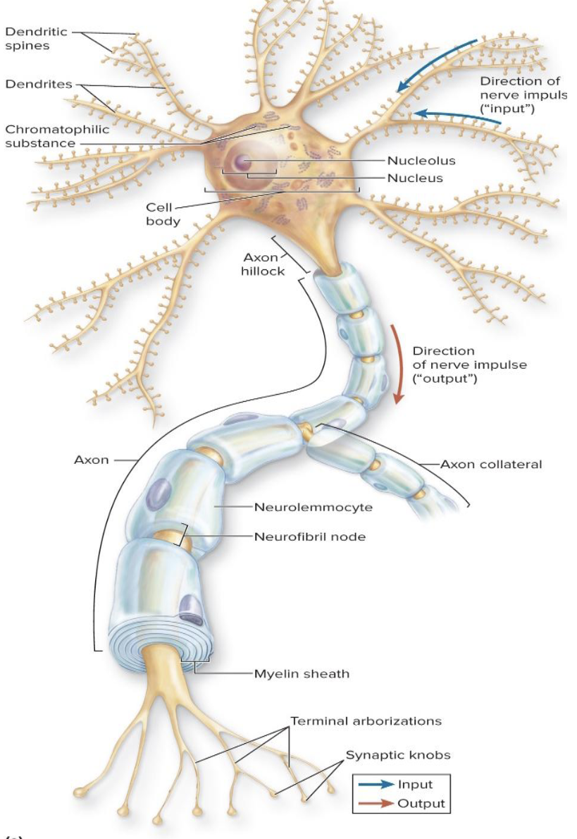 <p><strong>Cytology of Nervous Tissue — Neurons</strong></p><ul><li><p>What is another name for the neuron cell body?</p></li><li><p>What is the function of the cell body?</p></li><li><p>What structures are found in the neuron cell body?</p></li></ul><p></p>