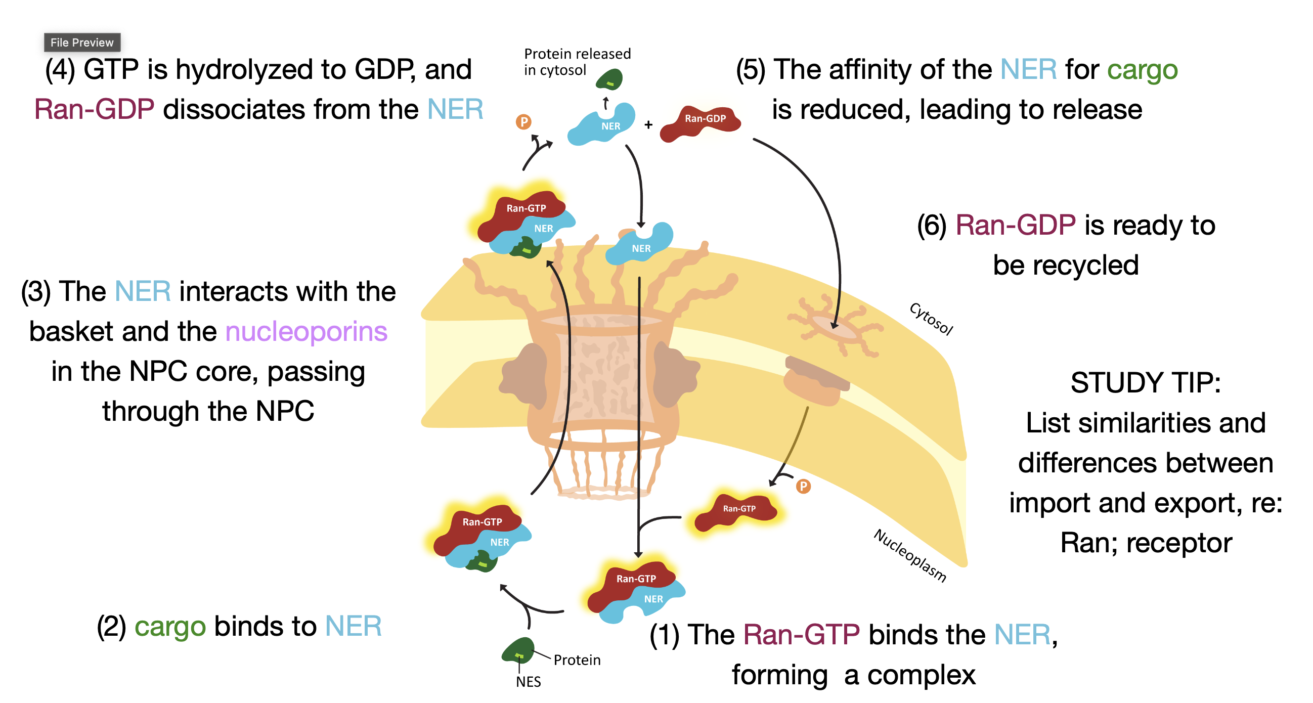 <ul><li><p>finds the protein after ran gets involved and protein sequence is NES instead of KKKRK</p></li><li><p>similar to import process RAN-GTP bind in the cytoplasm</p></li><li><p>Before step one in the nucleoplasm GEF stimulates RAN to exchange to release GDP and release GTP </p></li></ul><p></p>