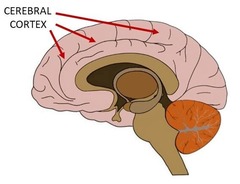 <p>the intricate fabric of interconnected neural cells covering the cerebral hemispheres; the body's ultimate control and information-processing</p>