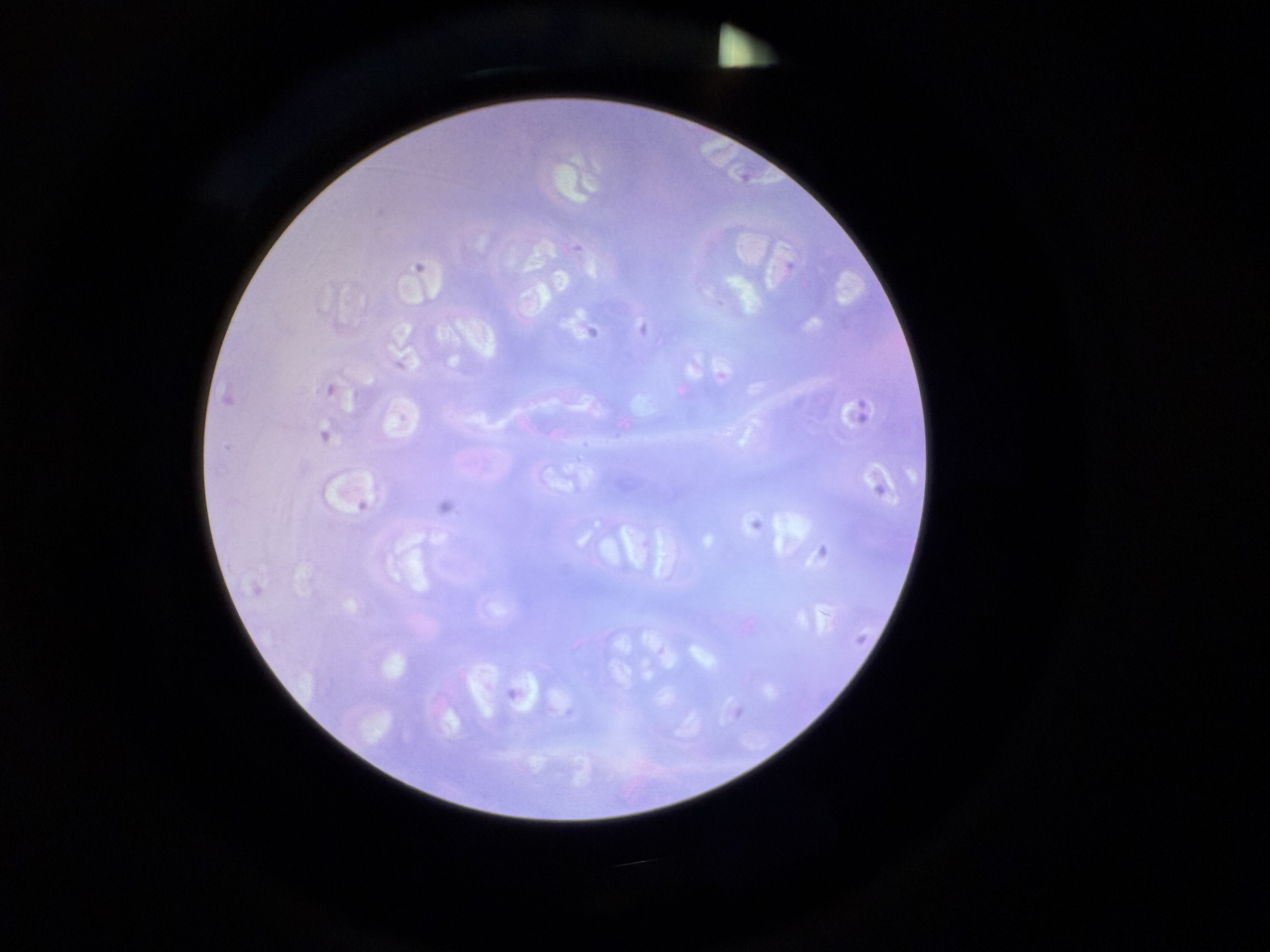 <p>tissue location </p>