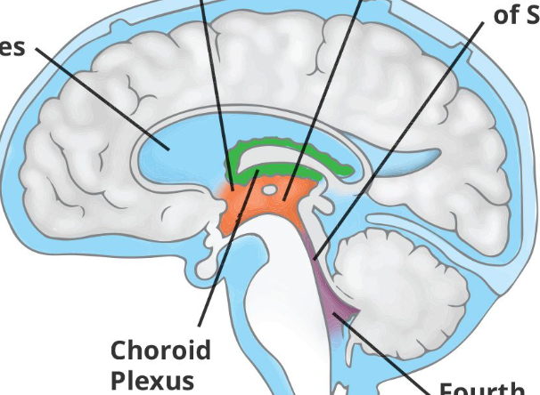 <p>network of specialized cells and blood vessels located within the brain's ventricles</p><ul><li><p>produce cerebrospinal fluid (CSF) and form the blood-CSF barrier</p></li></ul><p></p>
