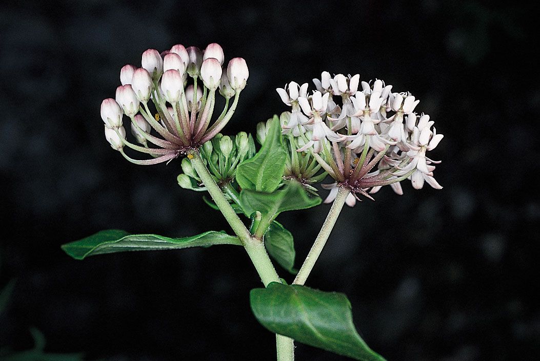 <p>Inflorescence that is usually broad and often flat topped. </p>