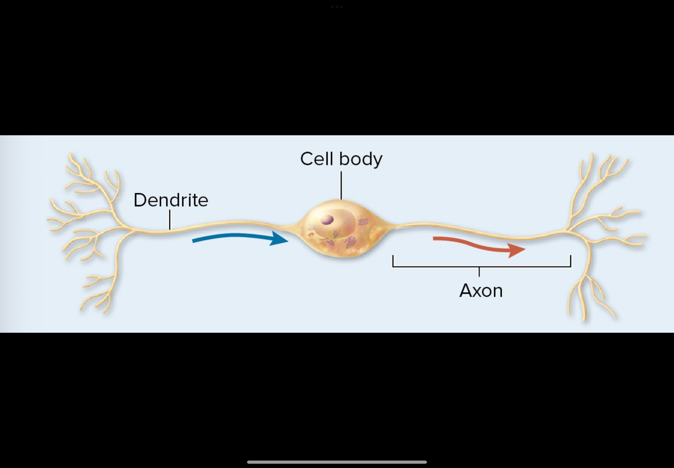 <p>which type of neuron is this: (polar)</p>