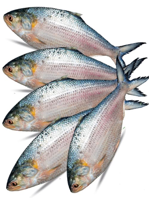 <p>some fish</p>
