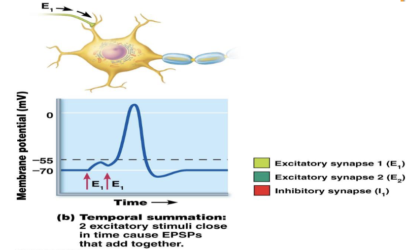 <p><strong>Integration of Synaptic Events</strong></p><p><strong>Summation</strong></p><ul><li><p>What is temporal summation?</p><ul><li><p>Why might temporal summation fail?</p></li></ul></li></ul><p></p>
