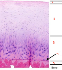 <p>What line of articular cartilage is labeled 4?</p>