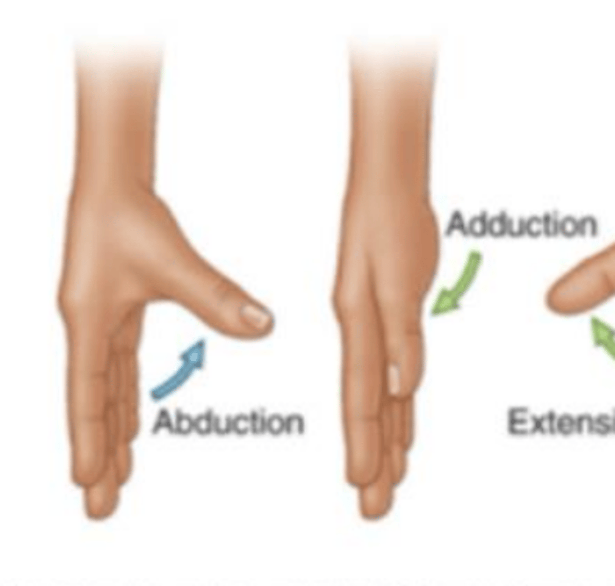 <p>Movement up and down of the thumb.</p>