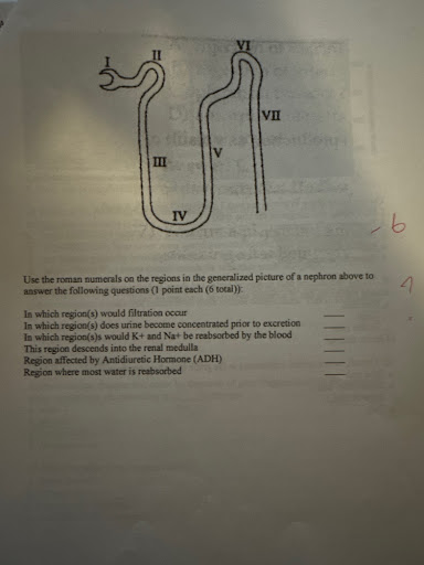 <p>Use the roman numerals on the regions in the generalized picture of a nephron </p>