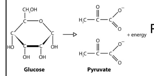 <p>Glucose + 2 ADP + 2 NAD+ +2 Pi → 2 Pyruvate + 2 ATP + 2 NADH + 2H+ + 2 H20</p>