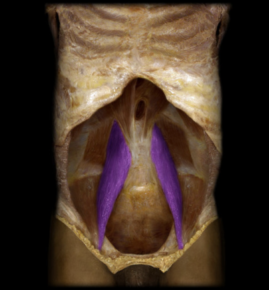 <p>What muscle is this?</p>