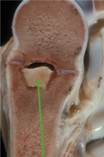 <p>What is the green arrow pointing to?</p>