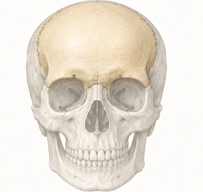 <p>A cranial bone that contains the coronal suture.</p>