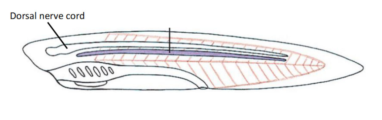 <p>Describe the structure of the <span>hollow dorsal nerve cord</span></p>