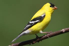 <p>American Goldfinch </p>