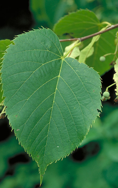 <p>American basswood</p>