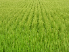 <p>(np): cánh đồng lúa</p>