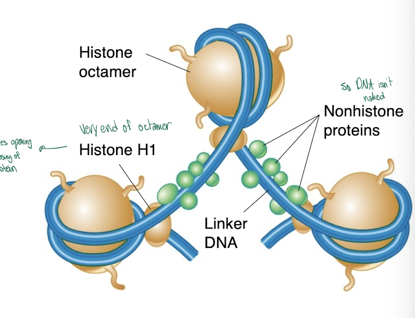 <p>the linker histone that binds to spacer DNA between nucleosomes, but not as tightly as the core histones</p>
