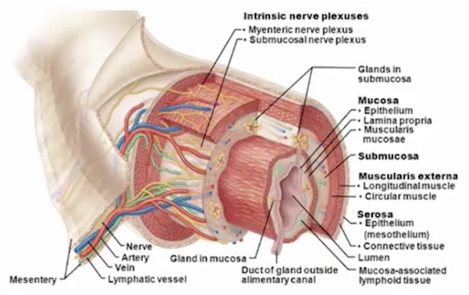 <ul><li><p>mucosa</p></li><li><p>submucosa</p></li><li><p>muscularis external</p></li><li><p>serosa</p></li></ul><p></p>