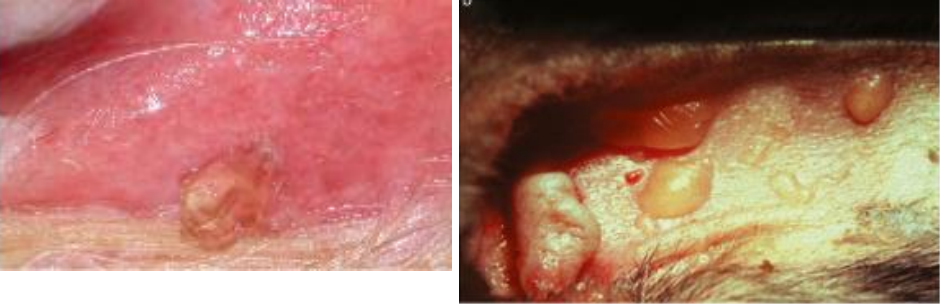 <ul><li><p><strong>primary lesion</strong></p></li><li><p>vesicle <1 cm</p></li><li><p>bulla >1cm</p></li><li><p><strong>fluid-filled pocket (blisters)</strong></p></li><li><p>ex. burns, viral / immune-mediated / bacterial diseases</p></li></ul><p></p>