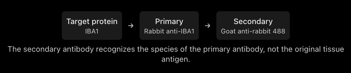 <p>binds to primary antibody and carries fluorescent label </p>
