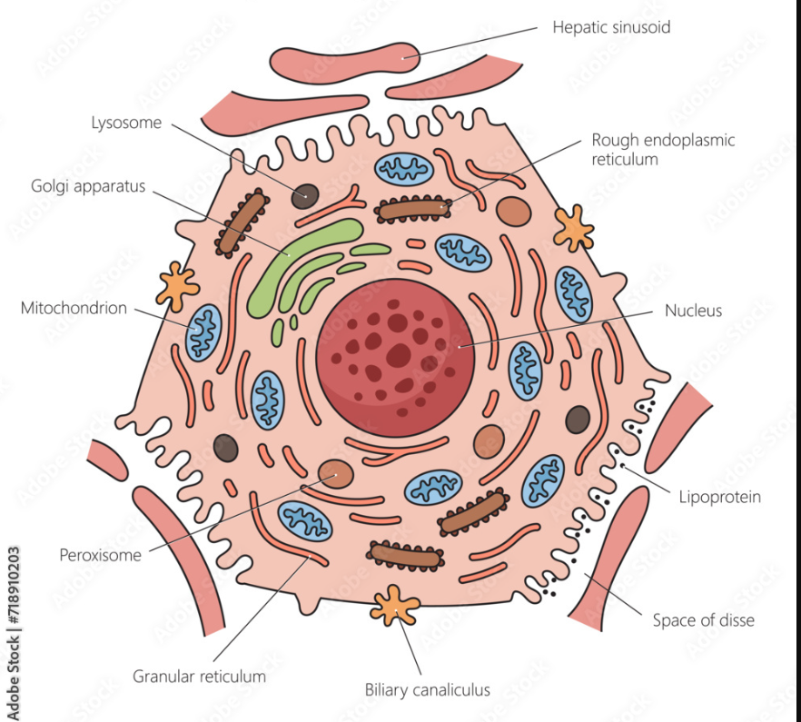 <p>Cells where the UREA Cycle takes place.</p>