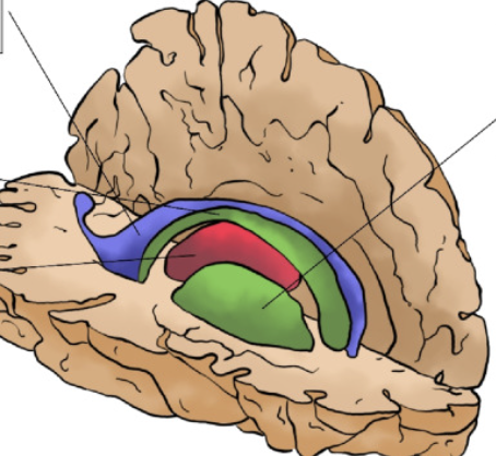 <p>green (lower) </p>