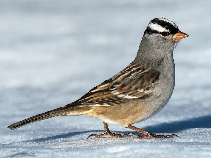 <p>white-crowned sparrow</p><p>adults w/ black + white striped crown <br>juveniles w/ tan + brown striped crowned <br>peaked head <br>heavy bodied sparrow</p>