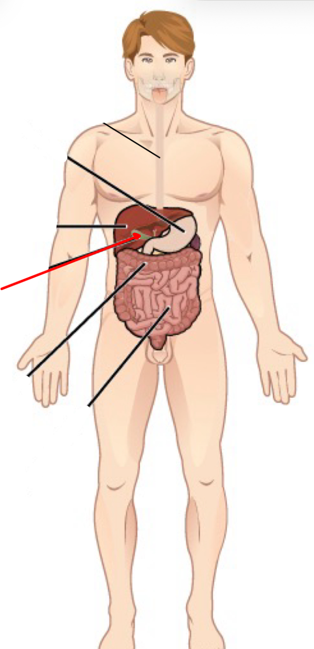 <p>Identify the organ the red arrow it pointing to.</p>
