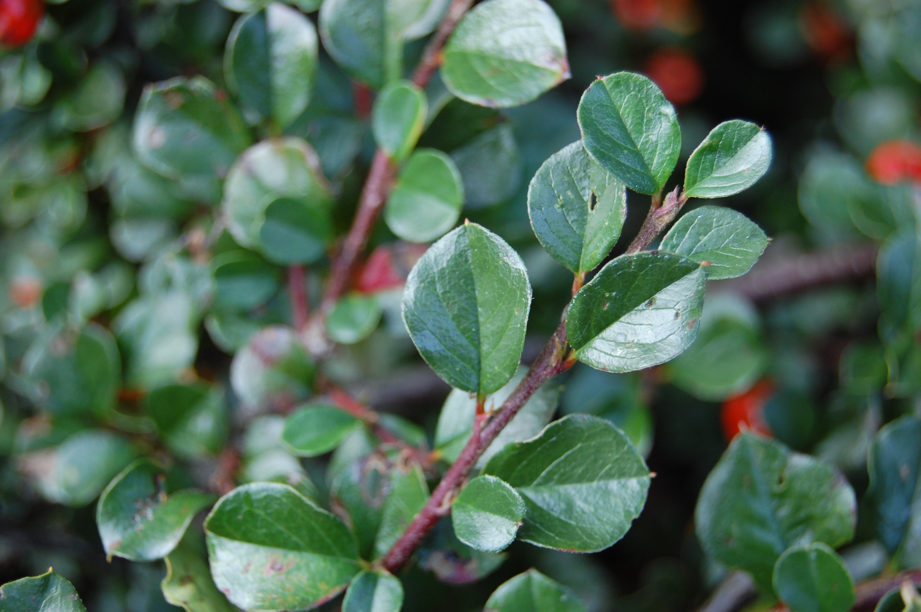 <p>Cotoneaster apiculatus</p>