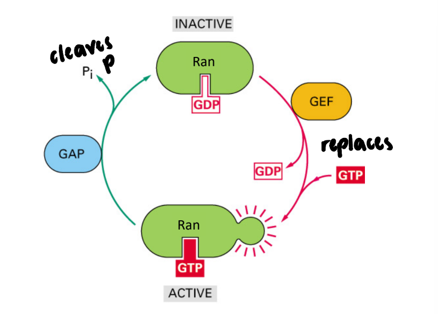 <ol><li><p>Ran + GDP = INACTIVE </p></li><li><p>GEF replaces GDP for GTP </p></li><li><p>Ran + GTP = ACTIVE </p></li><li><p>GAP cleaves phosphate group </p><ol><li><p>GTP → GDP </p></li></ol></li><li><p>Returns Ran to inactive state</p></li></ol><p></p>