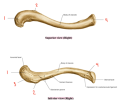 <p>What part of the clavicle is labeled 1?</p>
