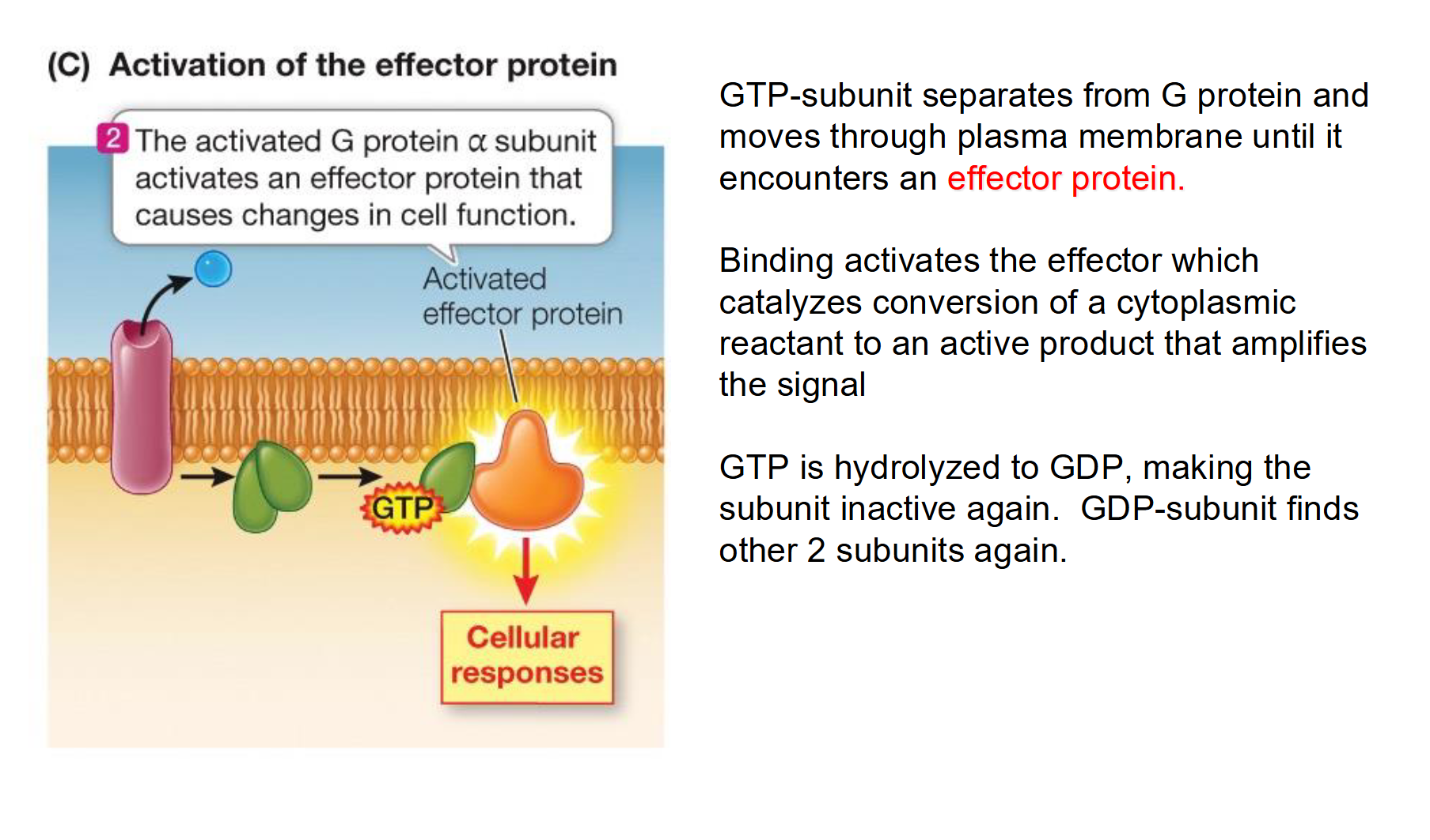 <ul><li><p><strong>Structure:</strong> A heterotrimeric protein consisting of three subunits: <strong>alpha,</strong> <strong>beta,</strong> and <strong>gamma (gamma). </strong></p></li><li><p><strong>The "OFF" State:</strong> The G protein is inactive when the alpha subunit is bound to <strong>GDP</strong>.</p></li><li><p><strong>The "ON" State:</strong> When a ligand binds to the receptor, the alpha subunit releases GDP and binds <strong>GTP</strong>, causing it to dissociate from the other subunits.</p></li><li><p><strong>Function:</strong> Once active, the alpha subunit (bound to GTP) moves along the membrane to activate an <strong>effector</strong> (like the enzyme Adenyl Cyclase).</p></li><li><p><strong>Self-Regulation:</strong> It has built-in <strong>GTPase activity</strong>, meaning it eventually hydrolyzes GTP back into GDP to turn itself "OFF."</p></li></ul><p></p>