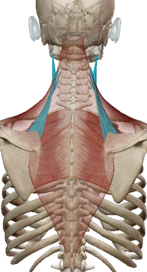 <p>levator scapulae action</p>