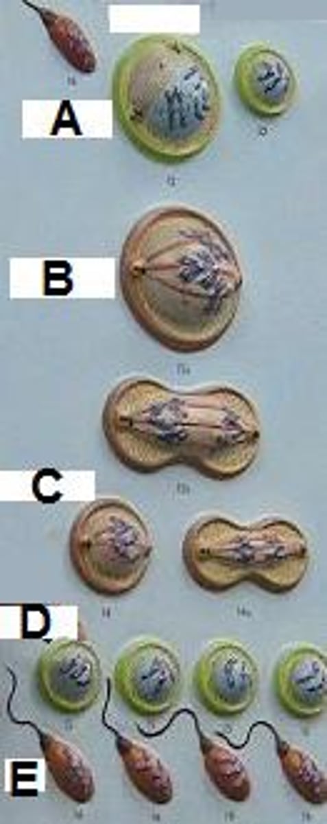 <p>(A/B) Diploid cells that undergo meiosis I to form two haploid secondary spermatocytes.</p>