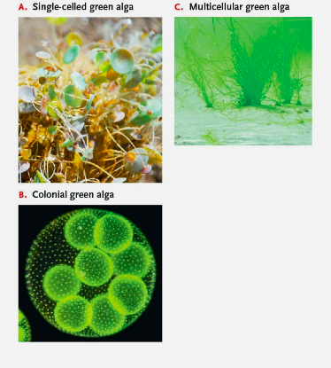 <ul><li><p>green algae </p></li><li><p>chlorophyll a and b </p></li><li><p>cell walls of cellulose </p></li><li><p>freshwater </p><ul><li><p>unicellular biflagellates </p></li><li><p>colonial </p></li><li><p>filaments </p></li><li><p>multicellular </p></li></ul></li></ul><p></p>