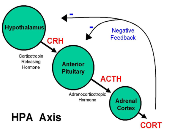 <p>Interaction between hypothalamus, pituitary and adrenal gland. Negative feedback</p><ul><li><p>H releases CRH</p></li><li><p>Stimulates anterior pituitary to release ACTH</p></li><li><p>Stimulates adrenal cortex to release cortisol</p></li></ul><p></p>