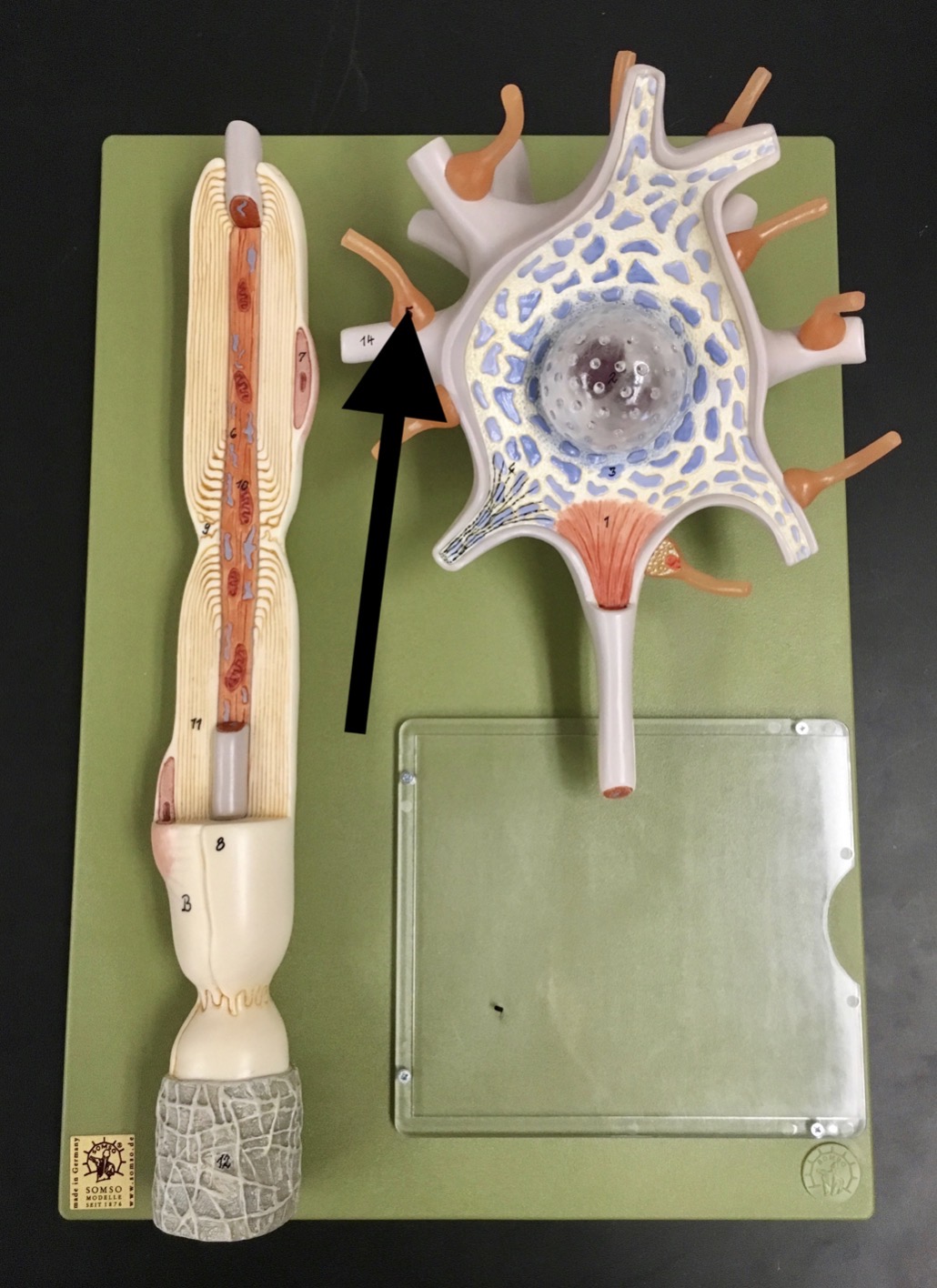 <p><span>Identify the structure indicated by the arrow.</span></p>