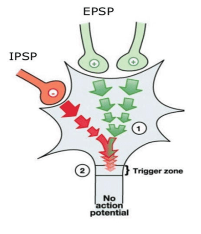 <ul><li><p>@ 1 time → 1 post synaptic cell get many inputs (EPSP or IPSP) from many presynaptic cells</p><ul><li><p>vary based on →</p><ul><li><p>(1) type of presynaptic neuron synapsed onto post synaptic neuron</p></li><li><p>(2) type of neurotransmitter released</p></li></ul></li></ul></li><li><p>AP formed based on sum of IPSP &amp; EPSP when get to axon hillock</p><ul><li><p>AP = all or nothing so need to reach threshold to occur</p></li></ul></li></ul><div data-type="horizontalRule"><hr></div><p>IMAGE </p><ul><li><p>(1) IPSP &amp; EPSP decay as get to axon hillock </p></li><li><p>(2) IPSP &amp; EPSP summed there </p></li><li><p>(3) BUT threshold X met here so X AP made</p></li></ul><p></p>