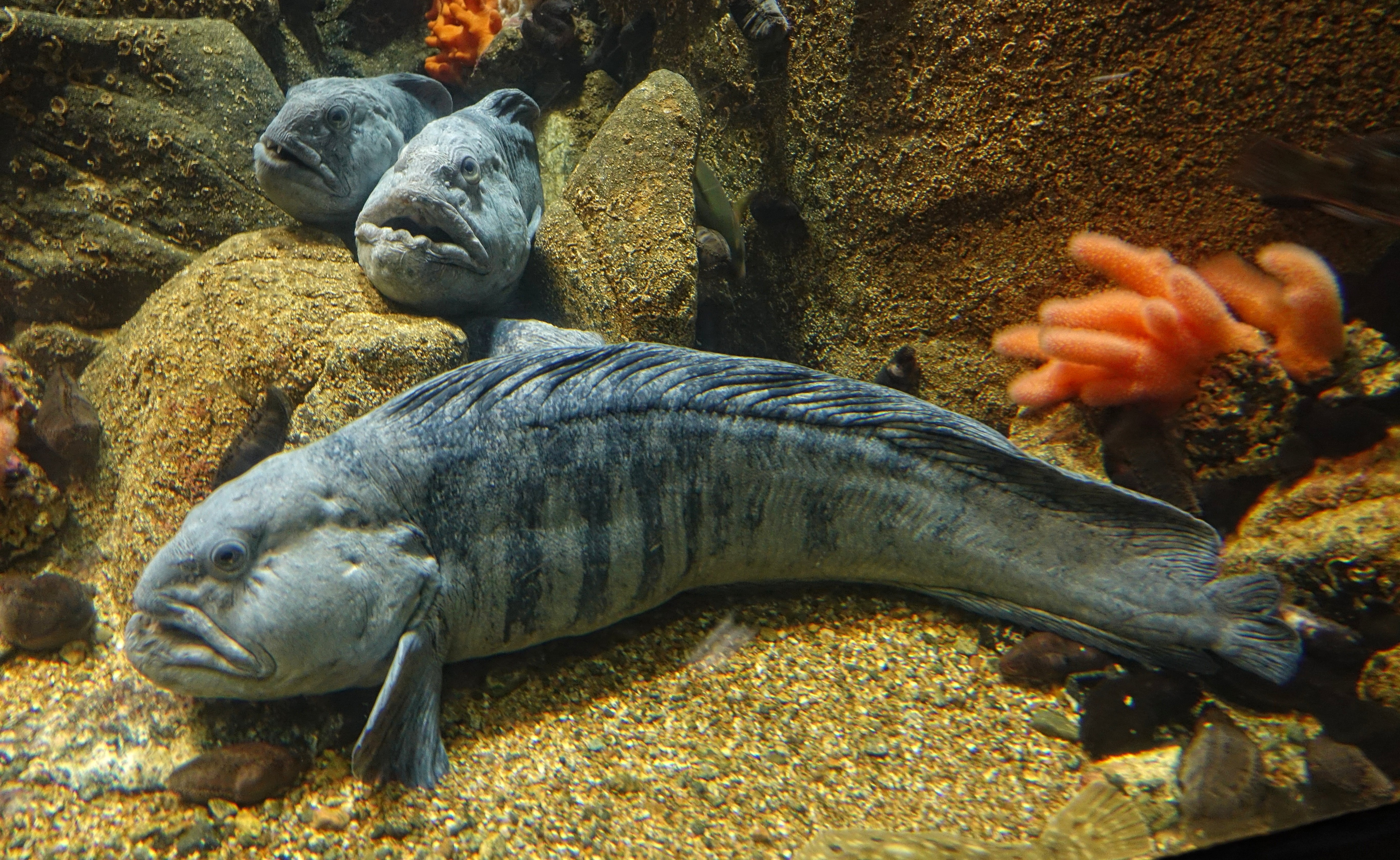 <ul><li><p><strong>General:</strong> Large, elongated bottom-dwelling fish with a thick head and powerful jaws filled with strong, crushing teeth.</p></li><li><p><strong>Size:</strong> Avg. adult <strong>60–100 cm (24–39 in; 2.0–3.3 ft)</strong>, <strong>5–12 kg (11–26 lb)</strong>;</p><ul><li><p>large adults commonly reach<strong> </strong>(39–59 in; 3.3–4.9 ft) and (26–44 lb).</p></li></ul></li><li><p><strong>Key IDs:</strong></p><ul><li><p><strong>Very large head with blunt snout and heavy jaw structure</strong> (distinct “bulldog” look).</p></li><li><p><strong>Prominent canine-like teeth</strong> visible when mouth is open.</p></li><li><p>Long, eel-like but robust body (not truly slender like eel).</p></li><li><p>Long <strong>continuous dorsal fin</strong> running much of body length.</p></li><li><p>No pelvic fins (key family trait).</p></li><li><p>Mottled gray, brown, or purplish coloration with dark vertical stripes or splotches</p></li></ul></li><li><p><strong>Memory cue:</strong> <strong>Big head + big teeth + no pelvic fin</strong></p></li></ul><p></p>