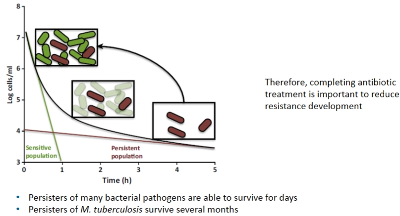 <p>De grafiek laat zien wat er gebeurt als je een bacteriepopulatie blootstelt aan een antibioticum (de zwarte totale lijn die naar beneden loopt):</p><p>Fase 1: De gevoelige populatie sterft (Uur 0 tot 1)</p><ul><li><p><strong>In de grafiek:</strong> De groene lijn (<strong>Sensitive population</strong>) stort in een rechte lijn naar beneden.</p></li><li><p><strong>Wat er gebeurt:</strong> Dit zijn de actieve, delende bacteriën (de groene staafjes in het bovenste vakje). Omdat ze druk aan het delen zijn, slaat het antibioticum genadeloos toe. Binnen 1 uur is 99.9% van deze actieve bacteriën dood.</p></li><li><p><strong>Klinische link:</strong> Dit is het moment dat een patiënt na twee dagen antibiotica te hebben geslikt denkt: <em>"Hey, ik voel me weer helemaal beter, de infectie is weg!"</em></p></li></ul><p></p><p>Fase 2: De "slapende" persisters blijven over (Uur 1 tot 5)</p><ul><li><p><strong>In de grafiek:</strong> Na 1 uur vlakt de zwarte lijn plotseling af. De daling gaat nu heel langzaam en volgt de rode lijn (<strong>Persistent population</strong>).</p></li><li><p><strong>Wat er gebeurt:</strong> In het middelste en onderste vakje zie je dat de groene bacteriën verdwenen (dood) zijn. Wat overblijft zijn een paar bruine bacteriën. Dit zijn de <strong>persisters</strong>.</p></li><li><p><strong>Belangrijk detail:</strong> Persisters zijn <em>niet</em> genetisch resistent (ze hebben geen ESBL-schaar of effluxpomp). Het zijn gewone bacteriën die door stress of toeval in een soort "winterslaap" (dormancy) zijn gegaan. Omdat ze niet delen, overleven ze de antibioticumstorm moeiteloos.</p></li></ul><p></p><p>3. Het gevaar van te vroeg stoppen: De 'rebound'</p><p>Kijk nu goed naar de grote zwarte pijl die vanuit de overlevende persisters (onderste vakje) helemaal terugwijst naar het begin (bovenste vakje):</p><ul><li><p><strong>Wat er gebeurt:</strong> Zodra de patiënt te vroeg stopt met de antibioticakuur (omdat de symptomen weg zijn), verdwijnt het antibioticum uit het lichaam.</p></li><li><p><strong>De ontwaking:</strong> De overgebleven bruine persisters merken dat het gevaar geweken is. Ze "ontwaken" uit hun winterslaap, beginnen weer actief te delen (ze worden weer groen) en binnen de kortste keren is de patiënt <strong>wéér doodziek</strong> met exact dezelfde bacteriële populatie.</p></li></ul><p></p><p></p><p><strong>Klinische conclusie op de sheet:</strong> <em>"Therefore, completing antibiotic treatment is important to reduce resistance development."</em> Door de kuur braaf af te maken, zorg je ervoor dat de antibioticaconcentratie zo lang hoog blijft dat ook de langzaam ontwakende persisters uiteindelijk alsnog worden opgeruimd.</p><p></p>